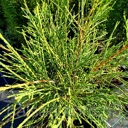 Туя західна Філіформіс / С10 / Thuja occidentalis Filiformis, фото 3