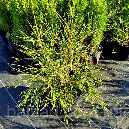 Туя західна Філіформіс / С10 / Thuja occidentalis Filiformis, фото 4