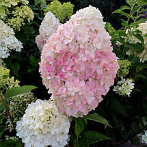 Гортензія волотиста Пінк Роуз / С7,5 / Hydrangea Pink Rose, фото 3