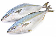 Японська лакерда с/м