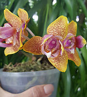 Орхідея Phal. Belinda, підліток 1,7 ароматна , мультіфлора PF- 5051