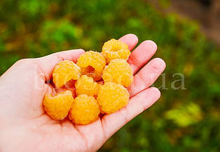 Малина жовта Амбер (Amber), ремонтантна