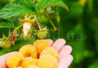 Малина жовта Золота Осінь, ремонтантна