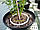Дугова мульти-крапельниця Netafim NetBow 25 см для поливу рослин у горщиках (Netafim - Ізраїль), фото 3