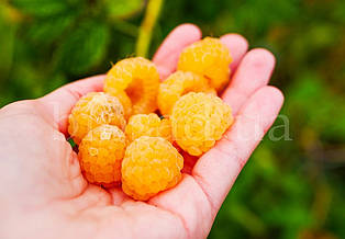 Малина жовта Фоллголд (Fallgold)