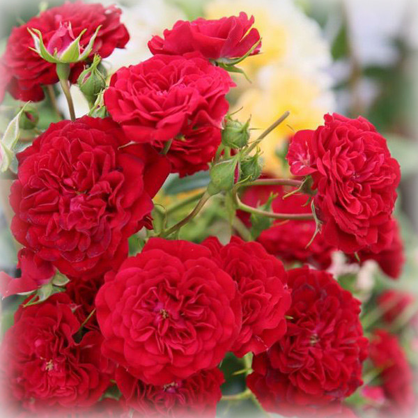 Троянда плетиста Кримсон Силуетта (Crimson Siluetta), фото 1