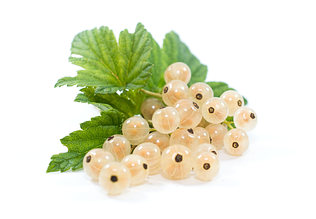 Саджанці Білої Смородини