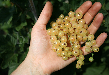 Біла смородина Прімус (Primus), середній сорт, фото 1