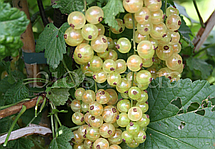 Біла смородина Прімус (Primus), середній сорт, фото 5