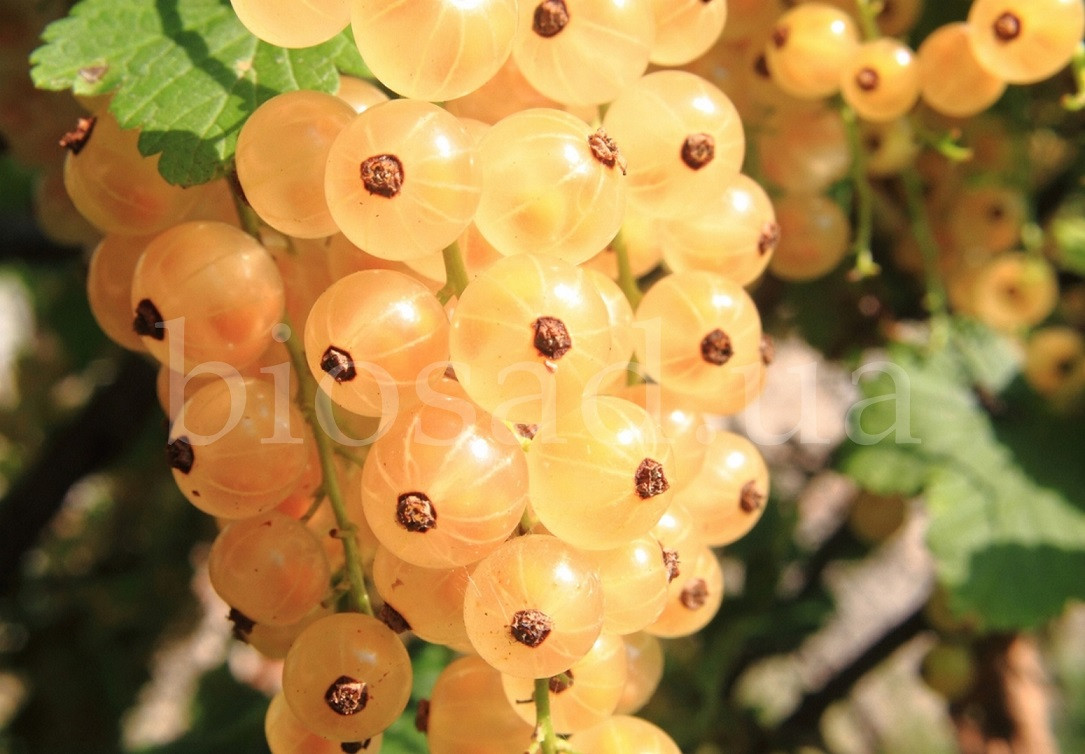 Біла смородина Десертна (Dessert), ранній сорт