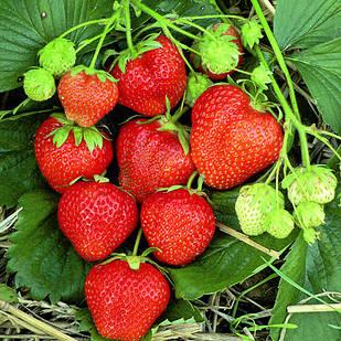 Пізні сорти полуниці