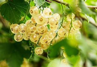 Біла смородина Голландська Біла (Holland White), ранній сорт