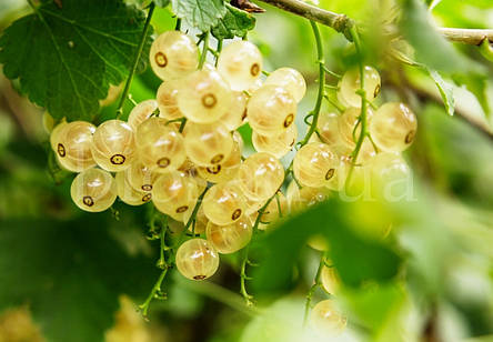 Біла смородина Голландська Біла (Holland White), ранній сорт, фото 1