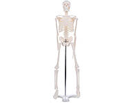 Скелет человека 45 см подвижный анатомичный Хіт продажу!