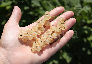 Біла смородина Версальська Біла (Versailles Blanche), середній сорт