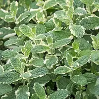 Саджанці М'яти ананасної (Mentha rotundifolia Ananasminze) в горшке 0,5л