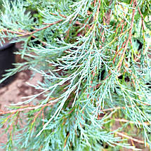Ялівець Пендула / С10 / h 100-120 / Juniperus Pendula, фото 2