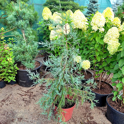 Ялівець Пендула / С10 / h 100-120 / Juniperus Pendula, фото 2