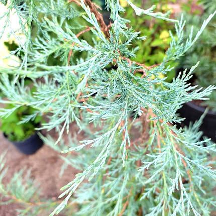 Ялівець Пендула / С10 / h 100-120 / Juniperus Pendula, фото 2