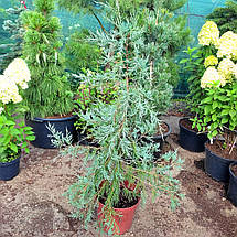 Ялівець Пендула / С10 / h 100-120 / Juniperus Pendula, фото 3