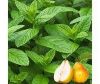 Саженцы Мяты грушевой "Дюшес" (Mentha Pyrus) в горшке 0,5л