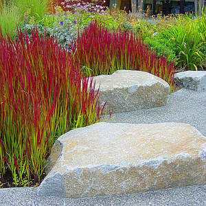 Імперата циліндрична 'Red baron'. Контейнер 2 л