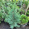 Ялівець віргінський / С10 / h 80-100 / Juniperus virginiana, фото 4