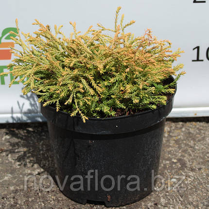 Туя західна 'Голден Таффет / Golden Tuffet' 3л 15-20см, фото 2