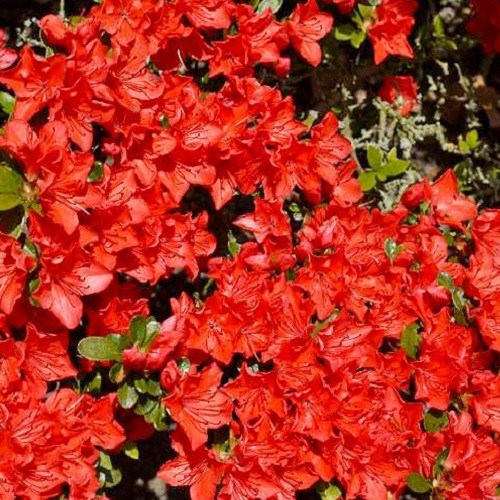 Азалія японська Гейша Оранж (Geisha Orange) контейнер 2 роки, фото 1