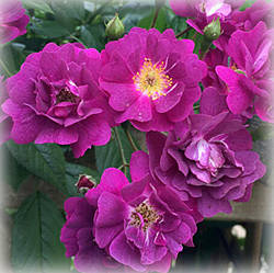 Троянда плетиста Переніал Блю (Perennial Blue)