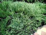 Ялівець козацький Тamariscifolia 2года, фото 3