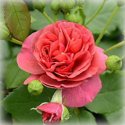 Троянда плетиста Рита Де Труа Люк (Rita des Trois Lucs)