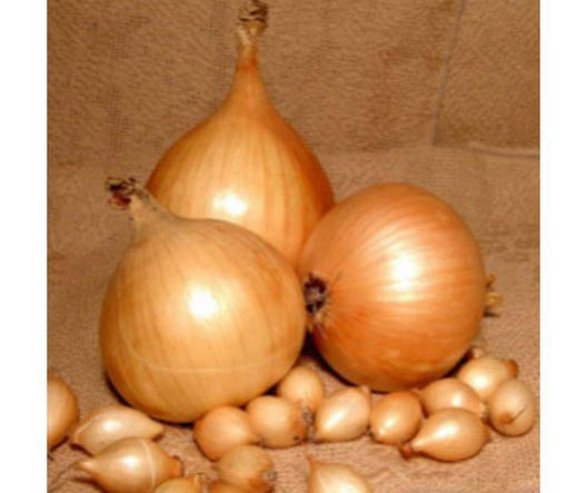 Озима цибуля сіянка Шекспір (Shakespeare) TOP Onionsets (Голландія) 1 кг, фото 3