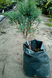Можівник казацький Тamariscifolia 1 рік, фото 6
