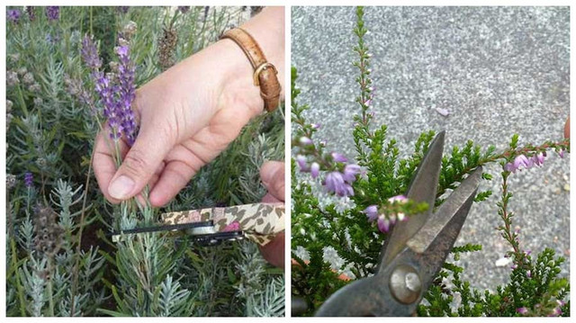 Особливості вирощування вересу: посадка, догляд та розмноження верес, вирощування вересу, посадка вересу, догляд за вересом, підживлення вересу, полив вересу, обрізка вересу, розмноження вересу