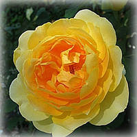 Роза английская Мулинекс (Molineux)