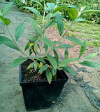 Будлея Давида Pink Delight 2 роки (від 3 шт. ціна 50 грн.), фото 3