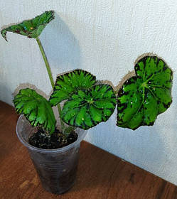 Бігонія металева. Тигрова Бауерра