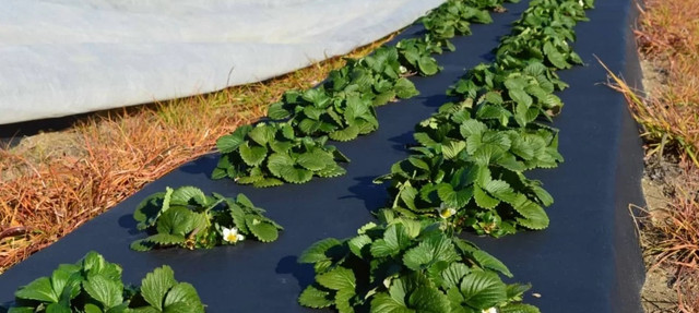 zastosuvannya-chornogo-agrovolokna-dlya-polunici-vidkritiy-i-zakritiy-grunt chorne-agrovolokna