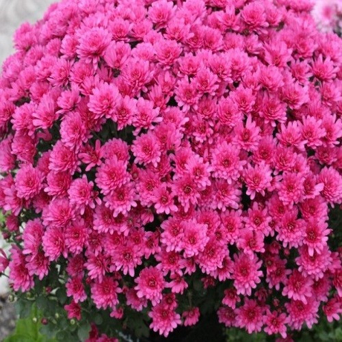 Хризантема мультифлора Pokai violet (зкс)
