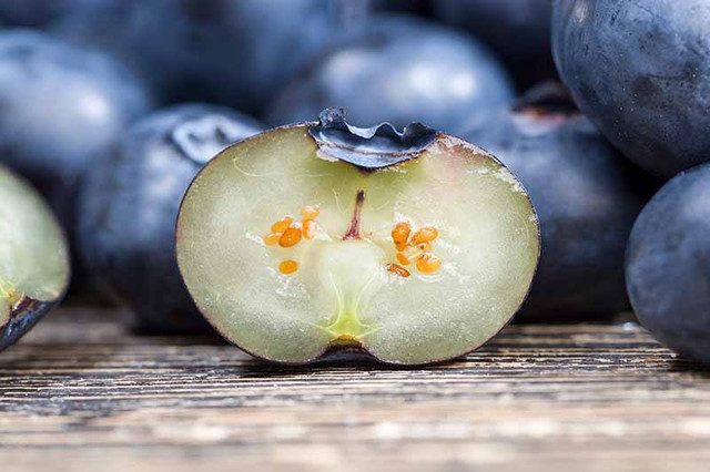 лохина, вирощування лохини, розмноження лохини, методи розмноження лохини, розмноження насінням, розмноження живцями