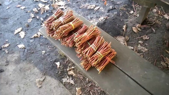 лохина, вирощування лохини, розмноження лохини, методи розмноження лохини, розмноження насінням, розмноження живцями