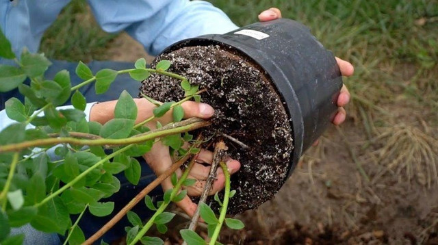 Розмноження поділом куща лохина, вирощування лохини, розмноження лохини, методи розмноження лохини, розмноження насінням, розмноження живцями