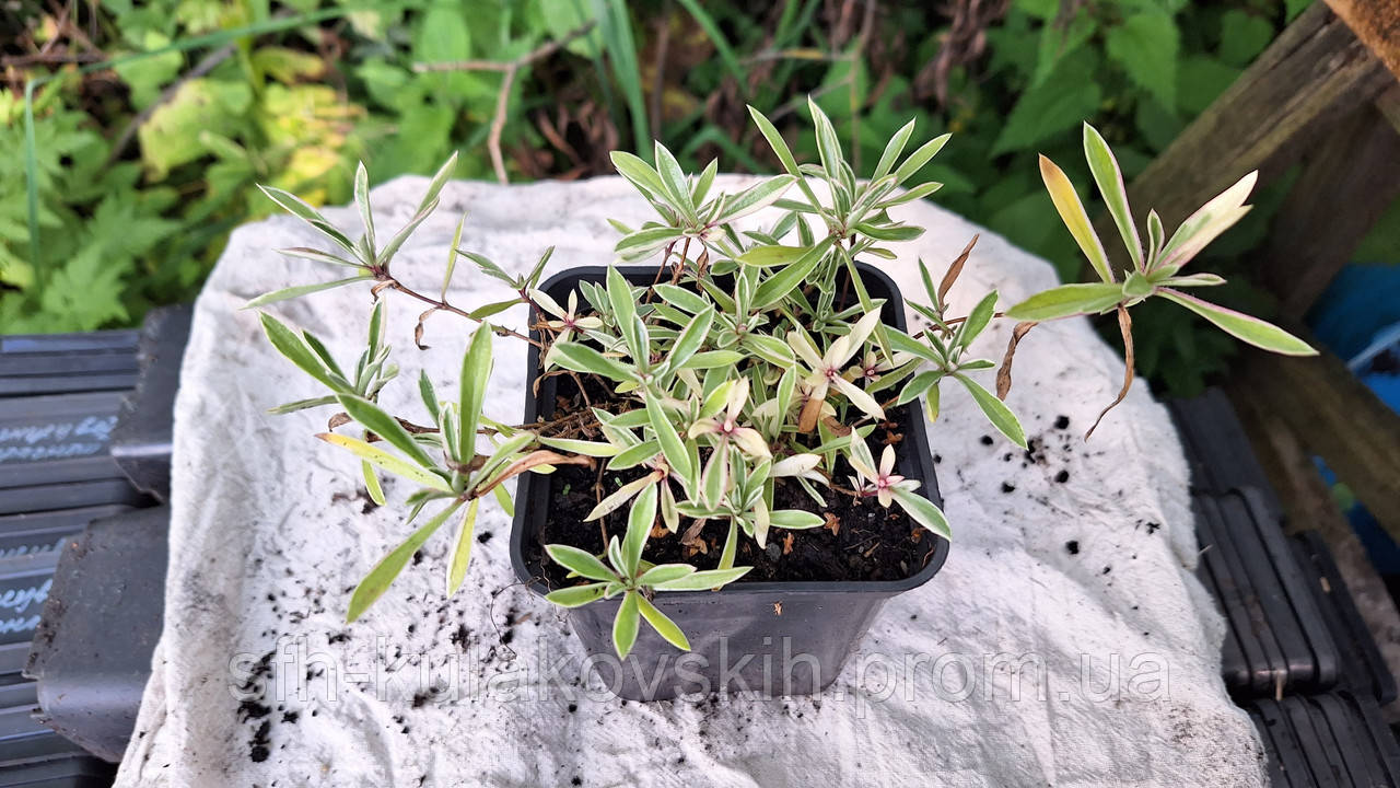 Флокс Дугласа вариегатта (Phlox subulata) Р9