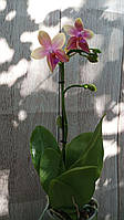 Ароматна орхідея Ліодоро 1 гілка