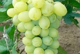 Ароматизатор Виноград білий (мускат) харчовий рідкий водорозчинний ідентичний натуральному