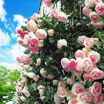 Троянда Глорія Клаймінг