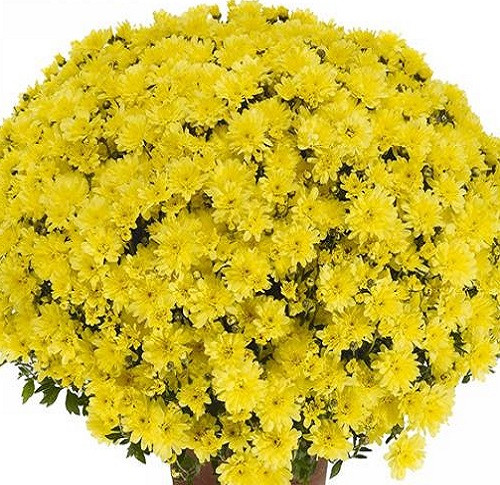 Хризантема мультифлора Mildred Yellow (Мілдред елоу) (зкс)
