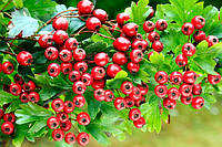Hawthorn Extract: екстракт ягід – глоду для здорового серця й нервової системи