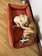 Лежанка для собаки, кота, лежак для собаки, кота, спальне місце МЕБЛЕВА ЗНОСОСТІЙКА ТКАНИНА, фото 7